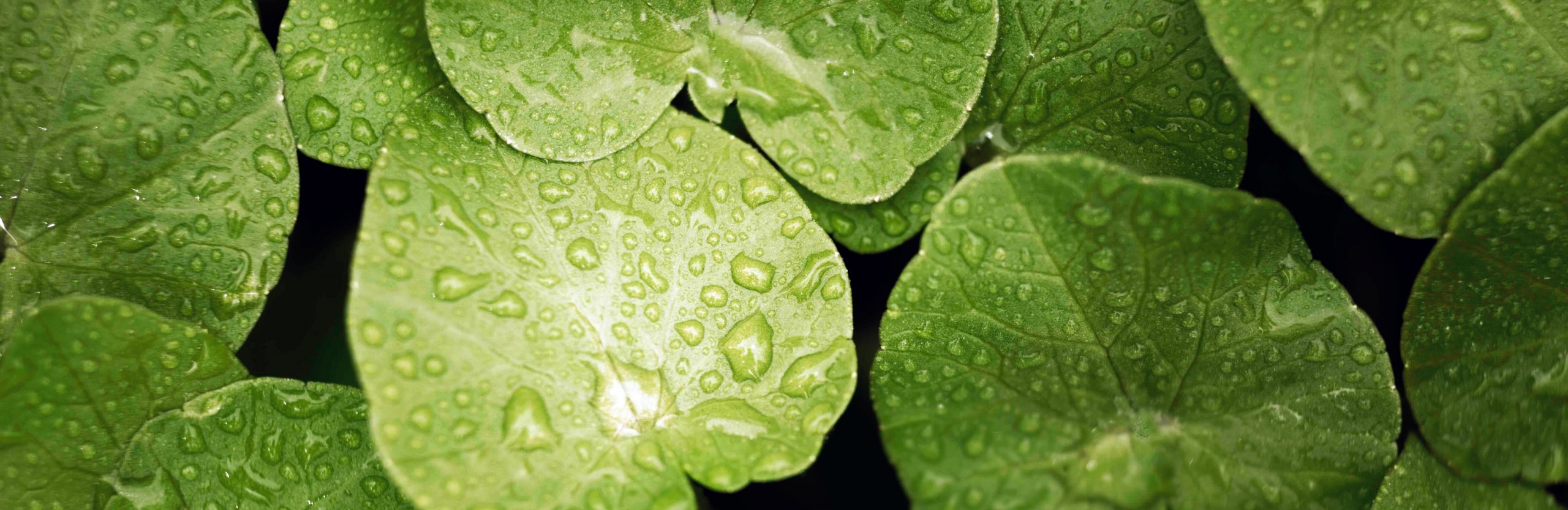 Centella asiática. Foto: Le Clan agencia