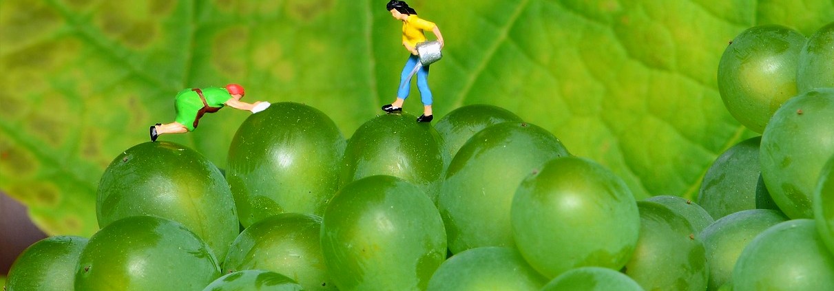 Uvas en Nochevieja. Foto: Pixabay