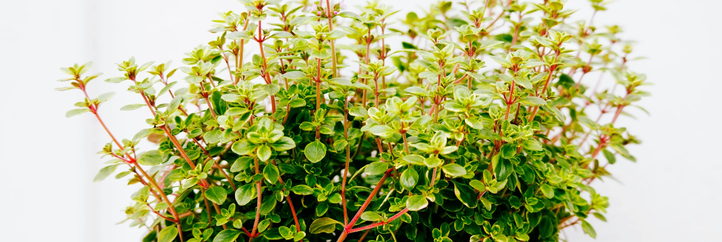 Tomillo para el cabello. Foto: Le Clan agencia
