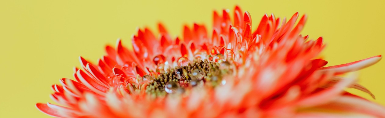 Oleosomas para el cabello. Foto: Le Clan agencia